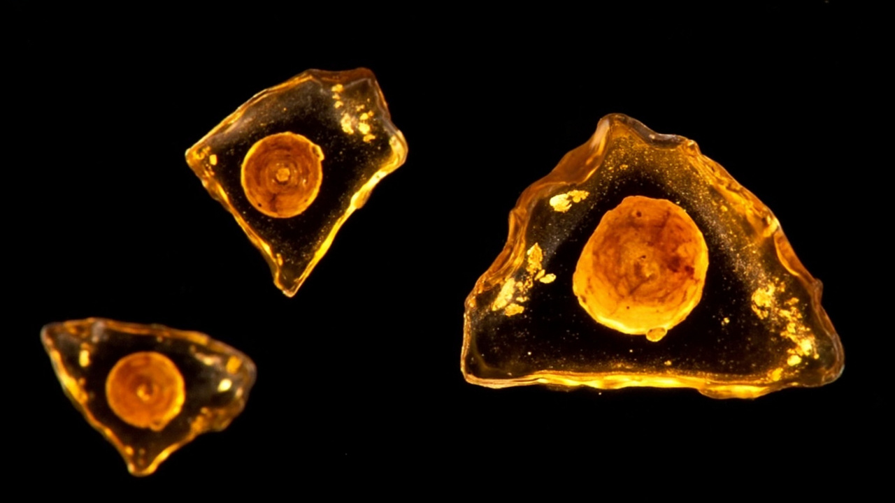 Scientists Found 40-Million-Year-Old Ants Hidden in Goethe's Collection—And They Never Even Polished the Amber