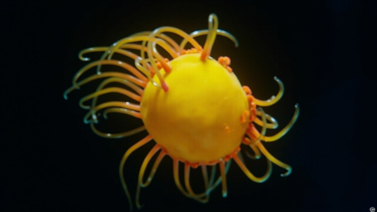 That Mysterious Golden Orb in the Deep Sea? Turns Out It's a Giant Anemone's Sticky Base