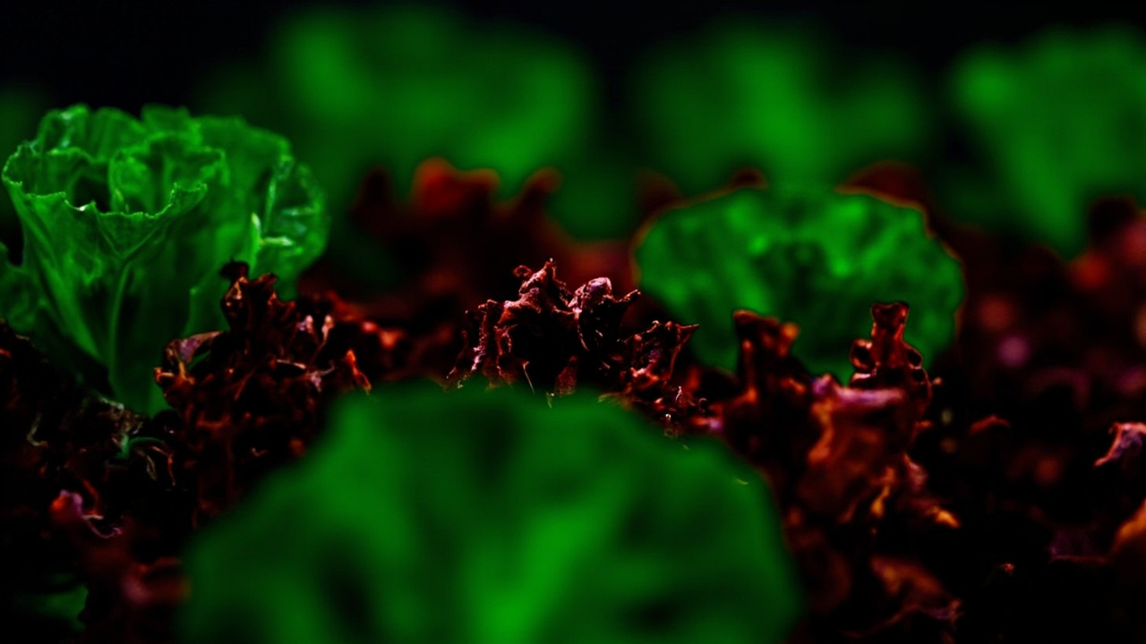 Something Wild Happened When Scientists Made Red Lettuce Green