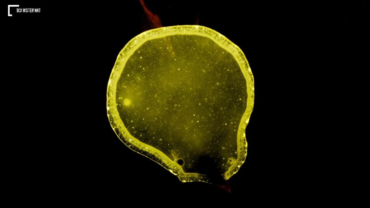 Wait, That Gooey Yellow Blob in Your Garden Might Actually Be Thinking