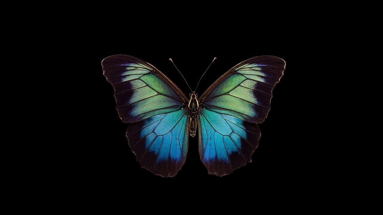 Meet the Butterfly That Barely Ages — And What It Could Mean for Us
