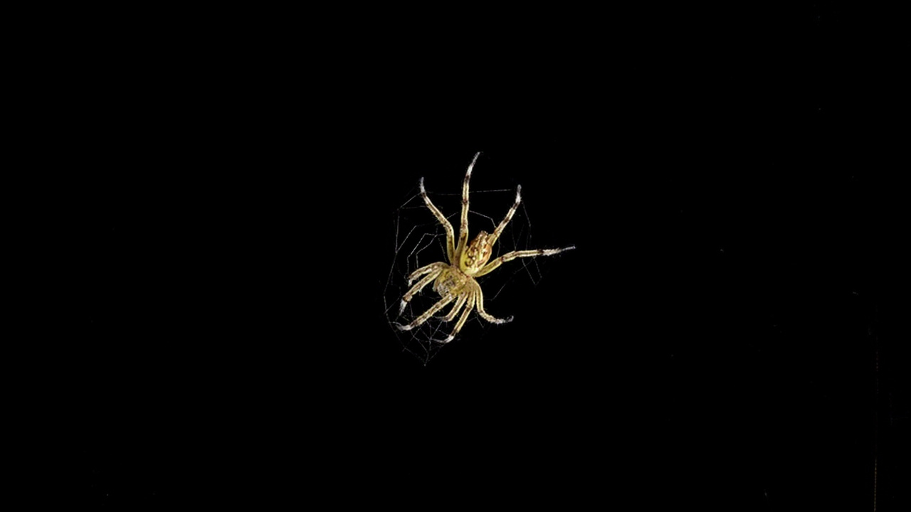 Holy Silk! This Spider Has a Spring-Loaded Catapult Hidden in Its Web