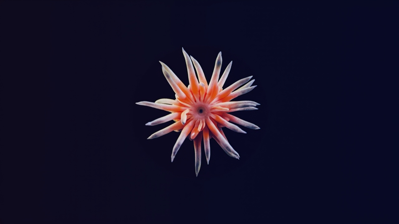 Why This Tiny Ocean Creature Fights Viruses Backwards — And Why That's Mind-Blowing