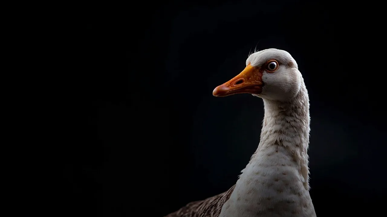Meet the Ancient Goose That Rewrote New Zealand's Bird History