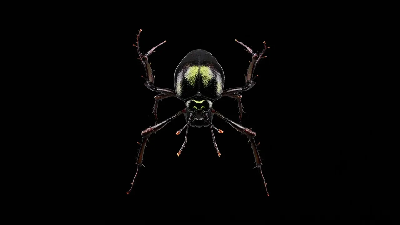 Scientists Found Beetles That Stretch Like Rubber — And Named Them After One Piece's Luffy