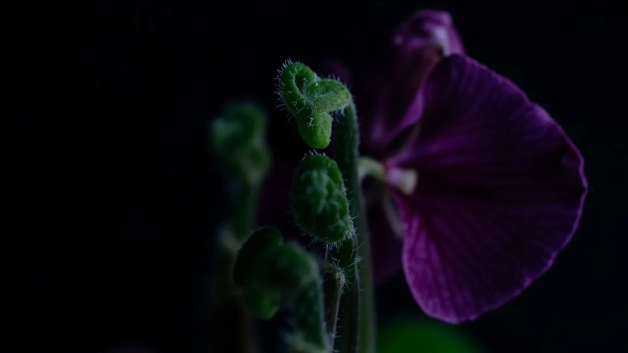 What Happened When Scientists Just... Left This Field Alone? Thousands of Orchids
