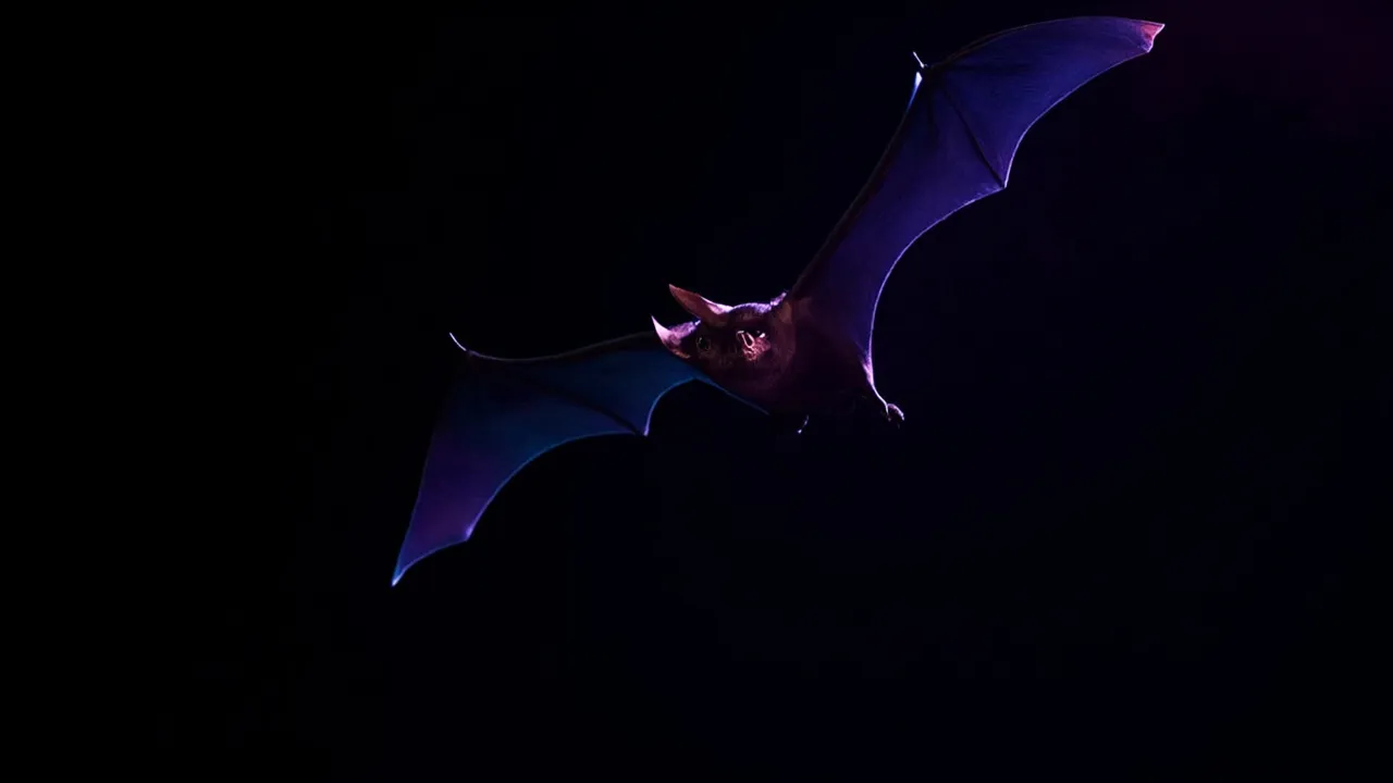The Secret Superpower of Bats That Could Change How We Fight Disease