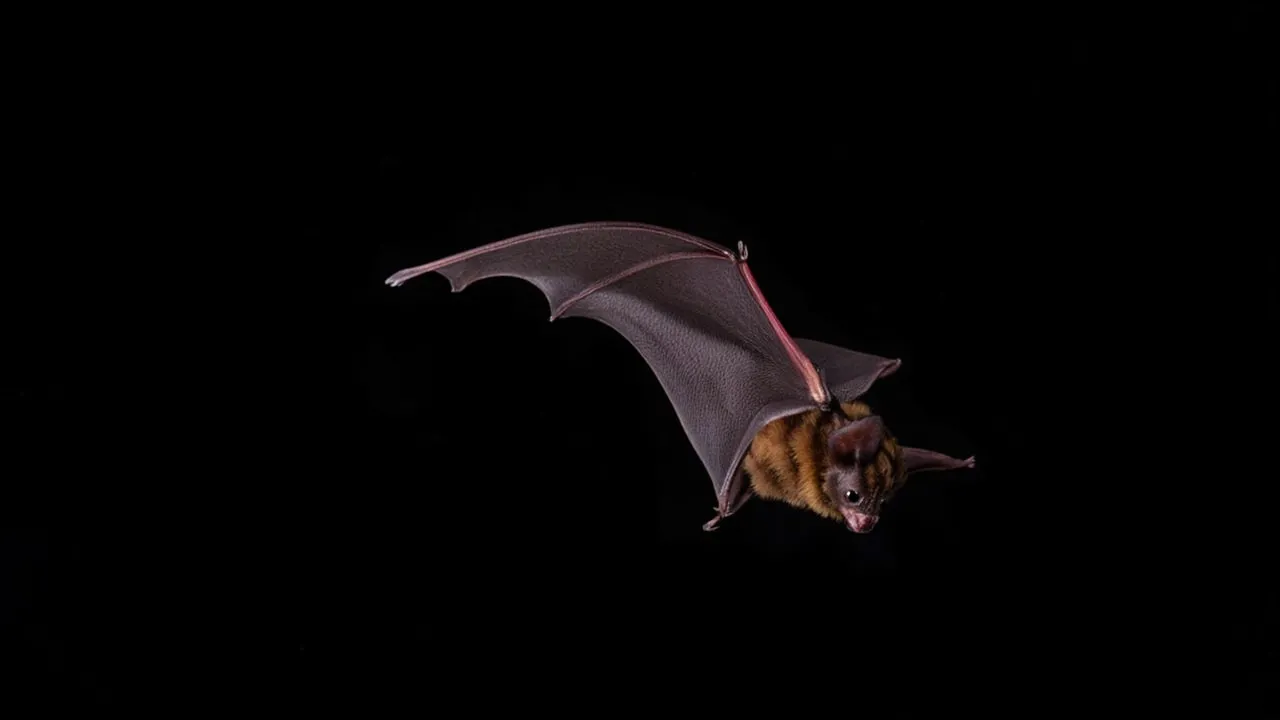 Why These Tiny Flying Mammals Might Hold the Key to Living Longer