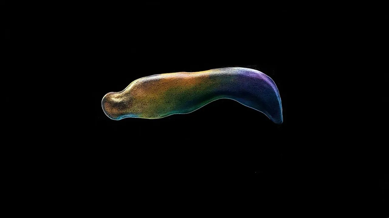 Scientists Spent 40 Years Getting This Ancient Mammal All Wrong — And Found It Hidden in Plain Sight