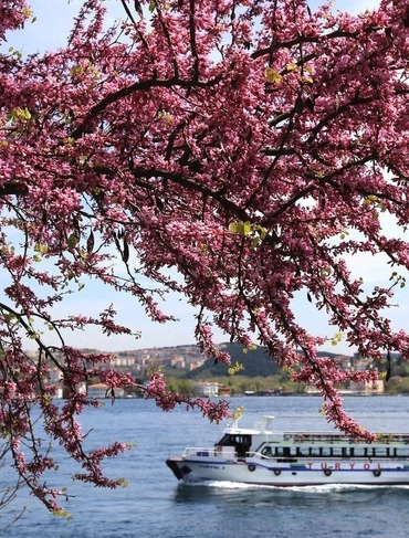 10 Beautiful Trees of Istanbul