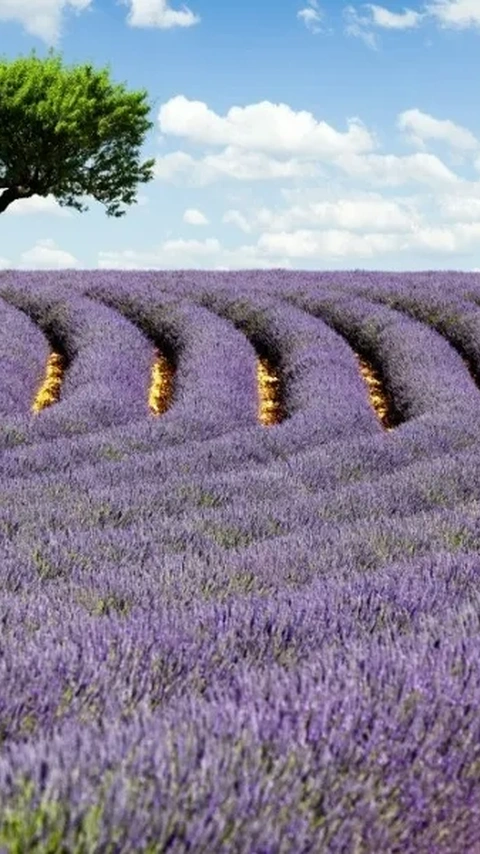 Burdur; Lavender and Ancient Cities 