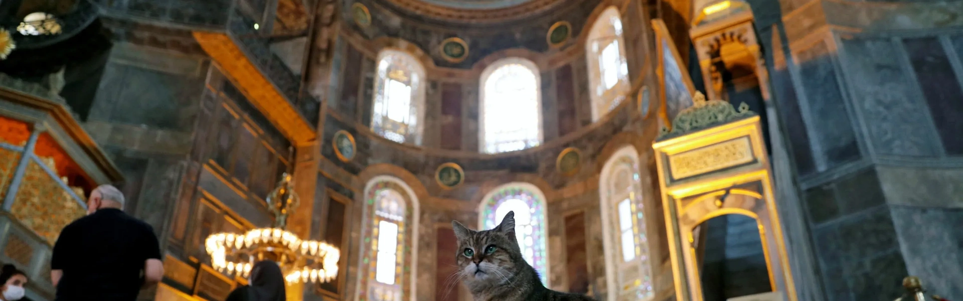 イスタンブールの猫と犬：ボジ