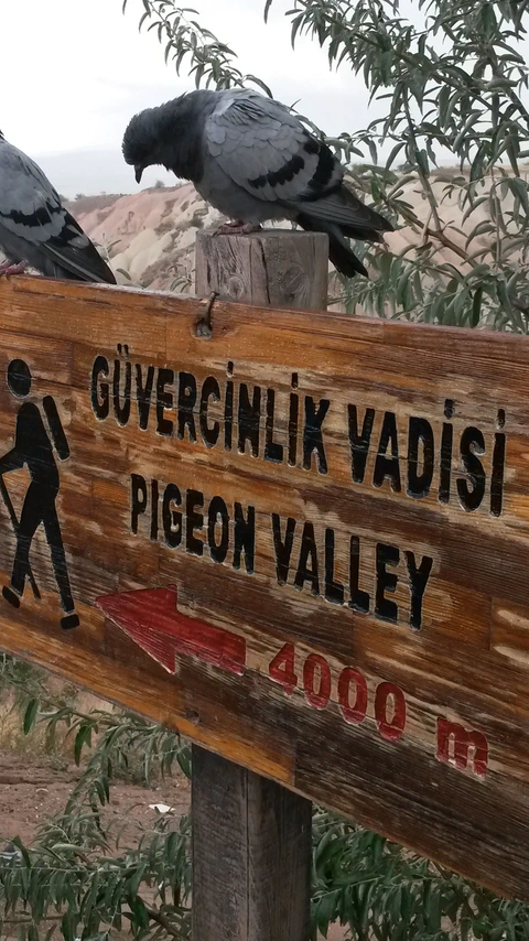 Pigeon Valley