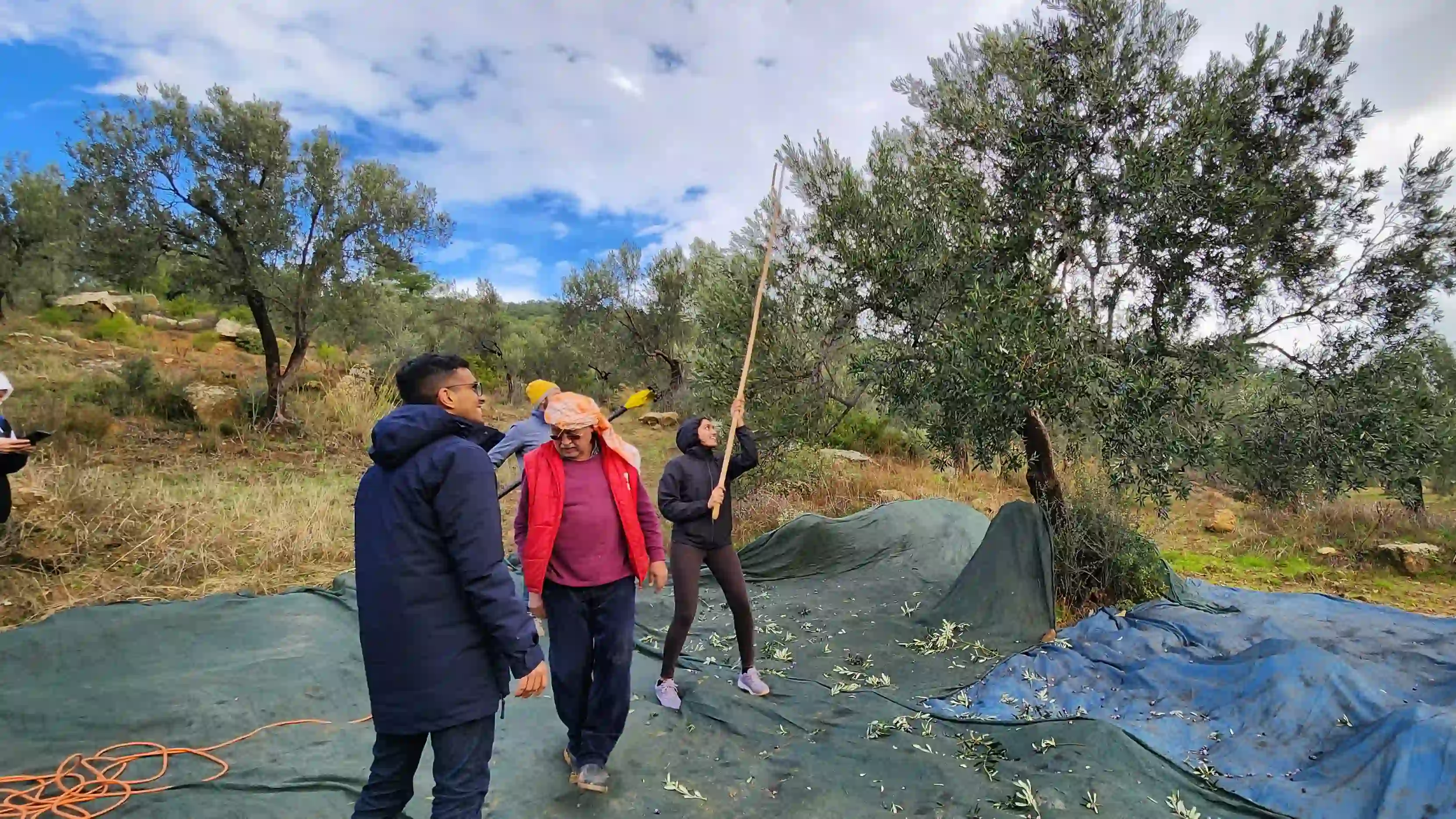Tekkedere Olive Field