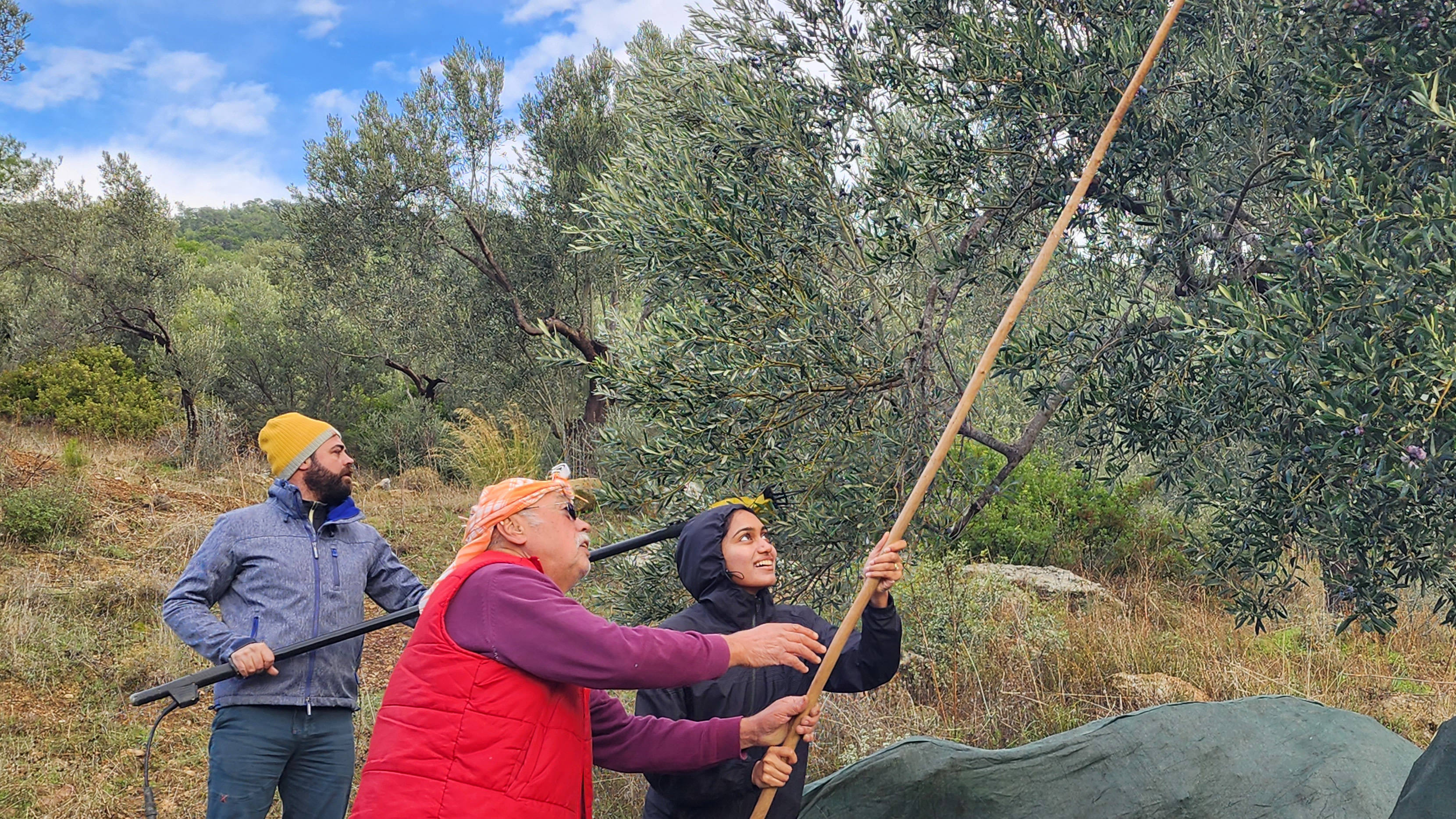 Olive Picking